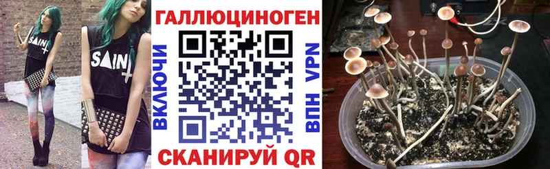 Галлюциногенные грибы Psilocybe  Георгиевск 